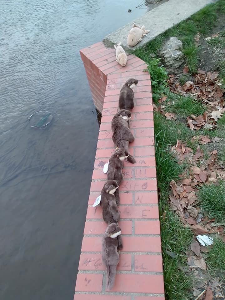 otterfamily.jpg