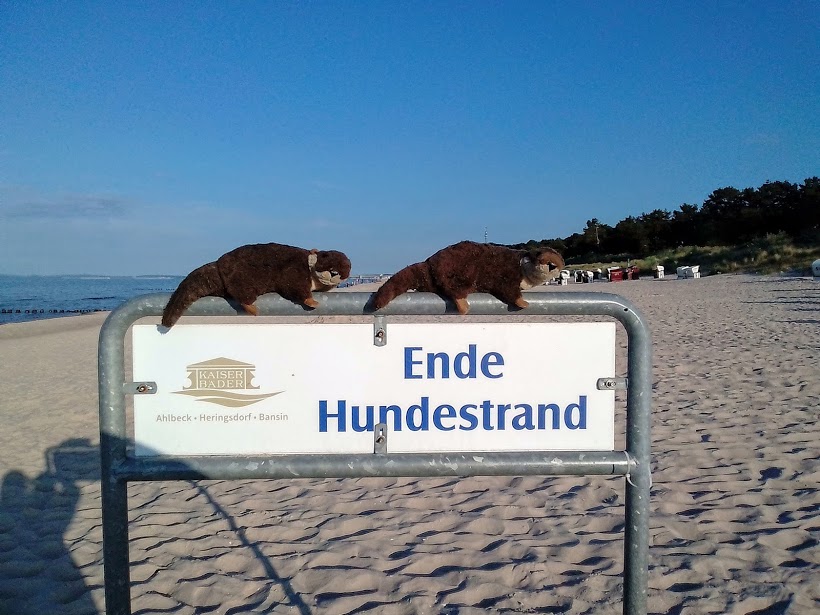 hundesstrand1.jpg